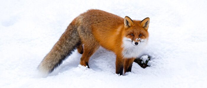 En bild av en röd räv i snön. Inspiration till Wiki Loves Earth