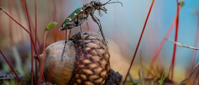 Wiki Loves Earth 2026 – fotografera skyddad natur och bidra till fri kunskap